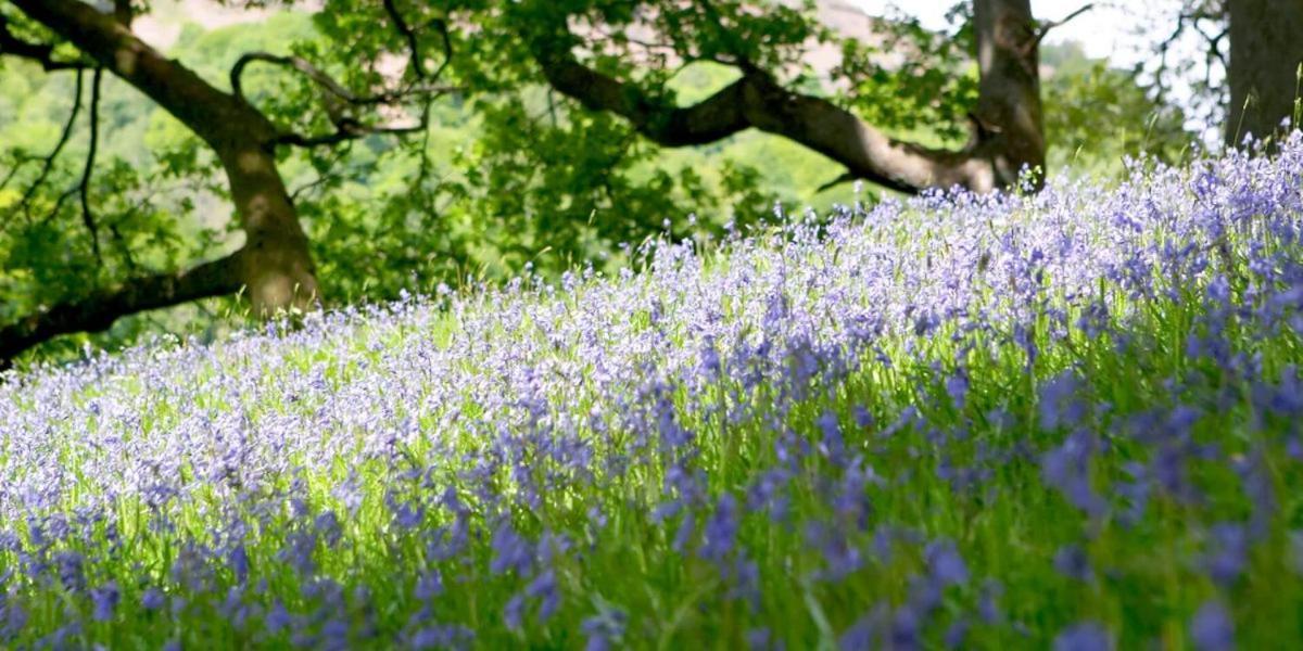 Brathay Hall - Brathay Trust Ambleside Dış mekan fotoğraf